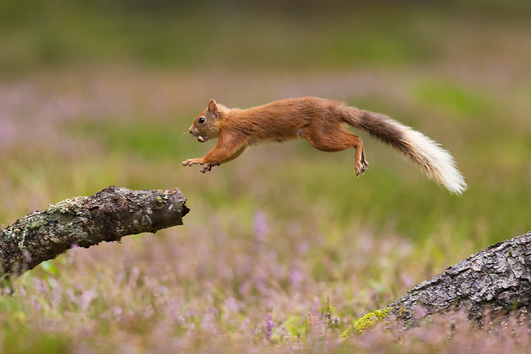 Red Squirrel (Sciurus vulgaris) in summer coat jumping between fallen logs with nut in mouth.